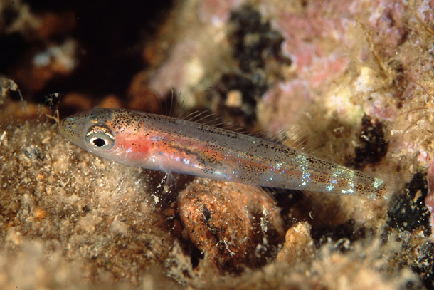 Centracanthus cirrus (Zerro musillo)